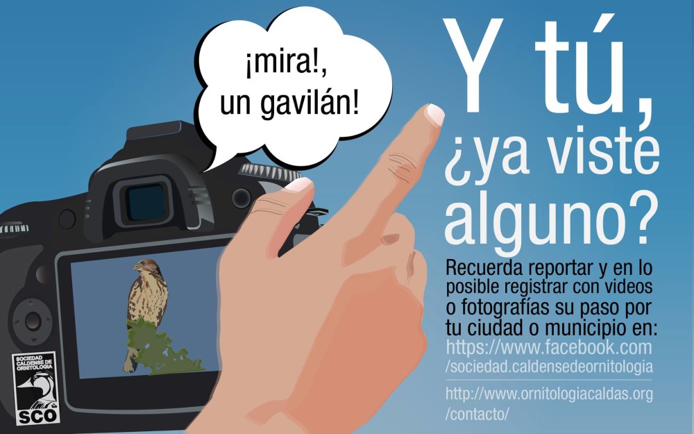 Reporte-Gavilanes